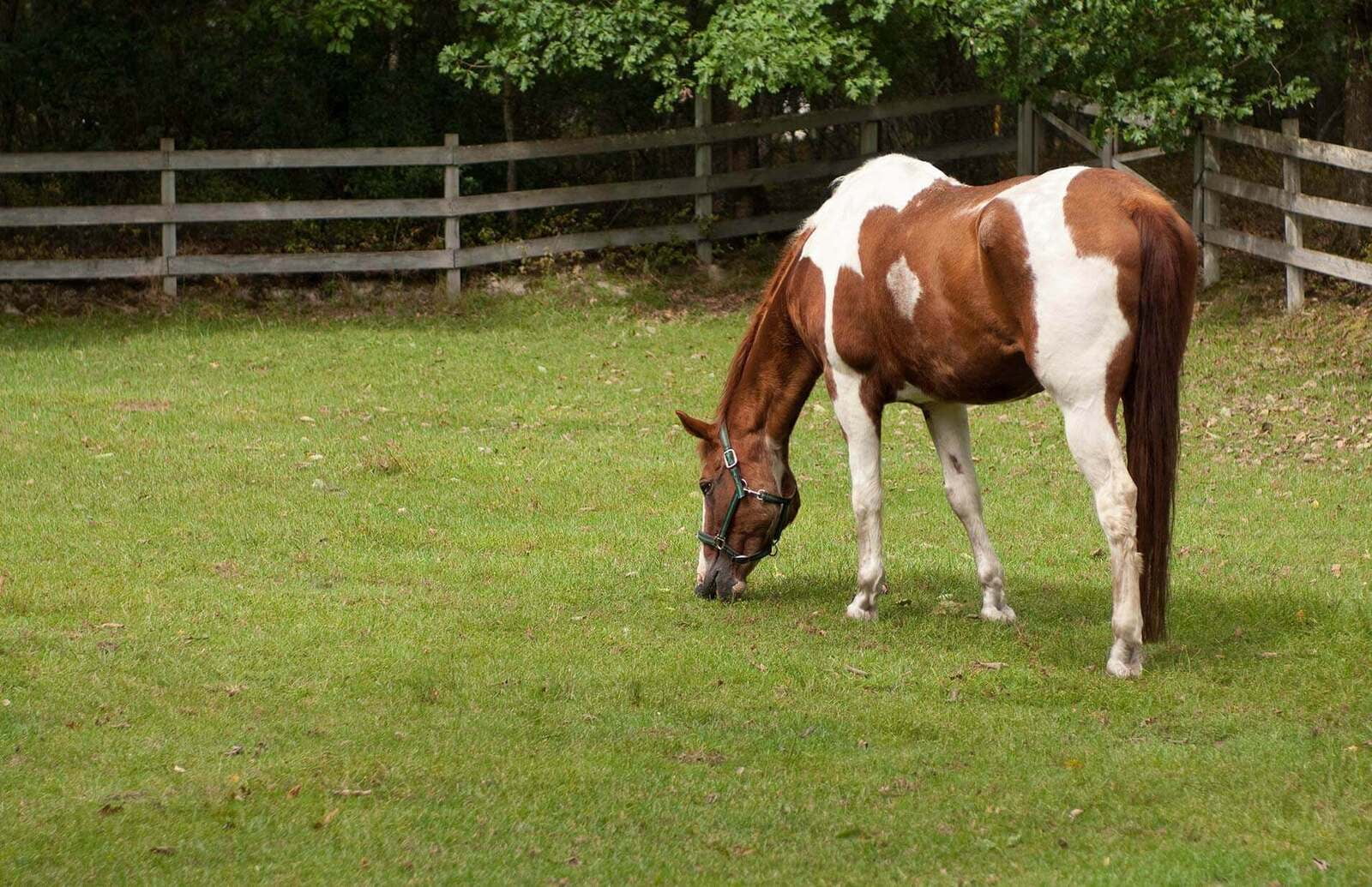 Equine PPID (Cushings Syndrome) Feeding To Support Good Health